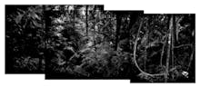 Equatorial Crisis: The World's Most Endangered Indigenous Peoples avatar photo