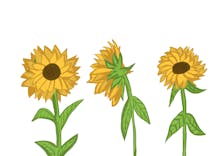 Sunflower Lane avatar photo