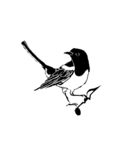 Magpie Concerts avatar photo