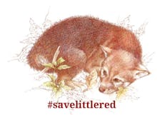 Little Red and Ryding Hood avatar photo