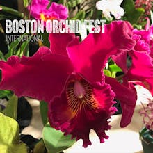 Boston Orchid Fest International avatar photo