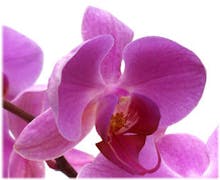 Cosmic Orchid avatar photo